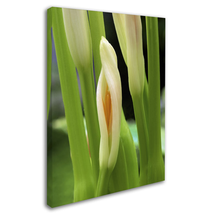 Kurt Shaffer Lily Unfolding 14 x 19 Canvas Art Image 3