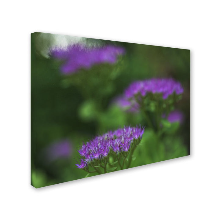 Kurt Shaffer Purple Seedum 14 x 19 Canvas Art Image 3