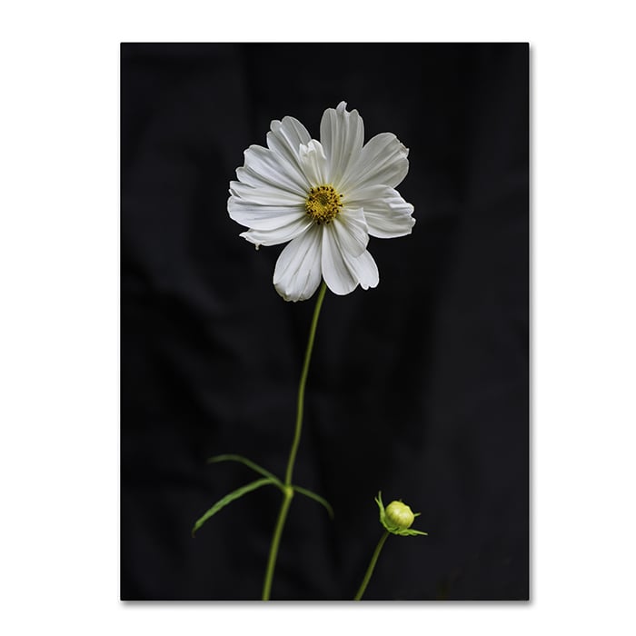 Kurt Shaffer White Cosmos on Black 14 x 19 Canvas Art Image 1