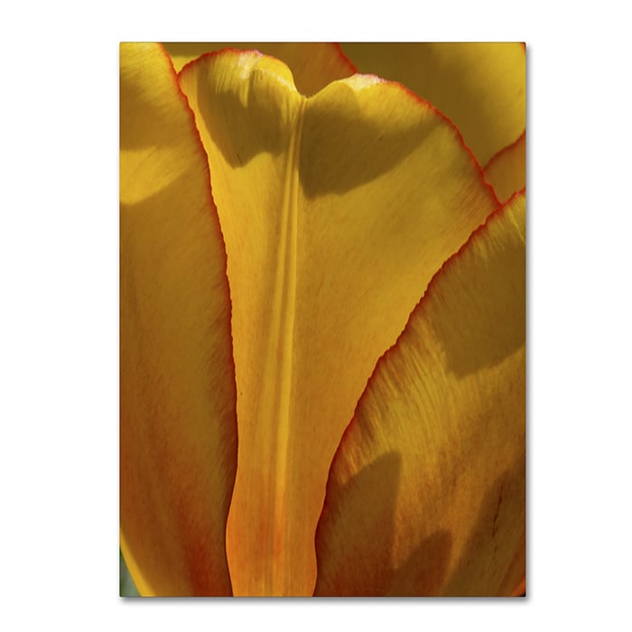 Kurt Shaffer Tulip in the Light 14 x 19 Canvas Art Image 1