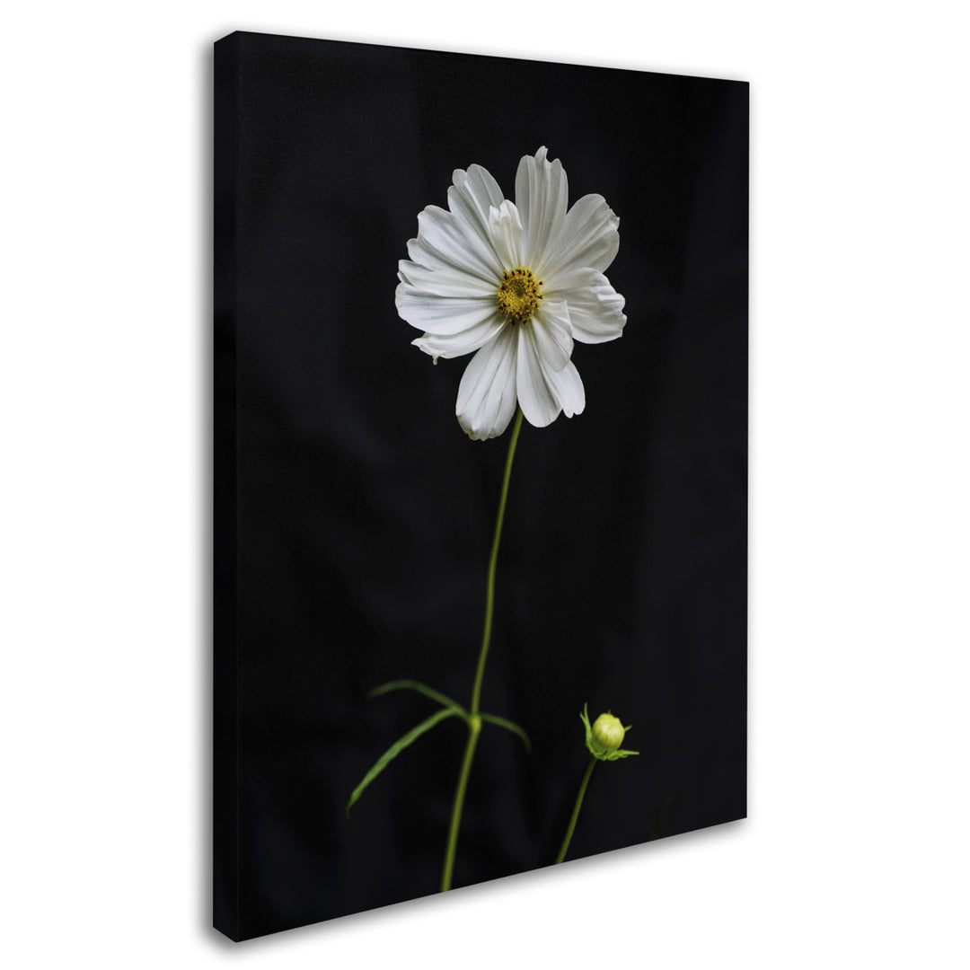 Kurt Shaffer White Cosmos on Black 14 x 19 Canvas Art Image 3