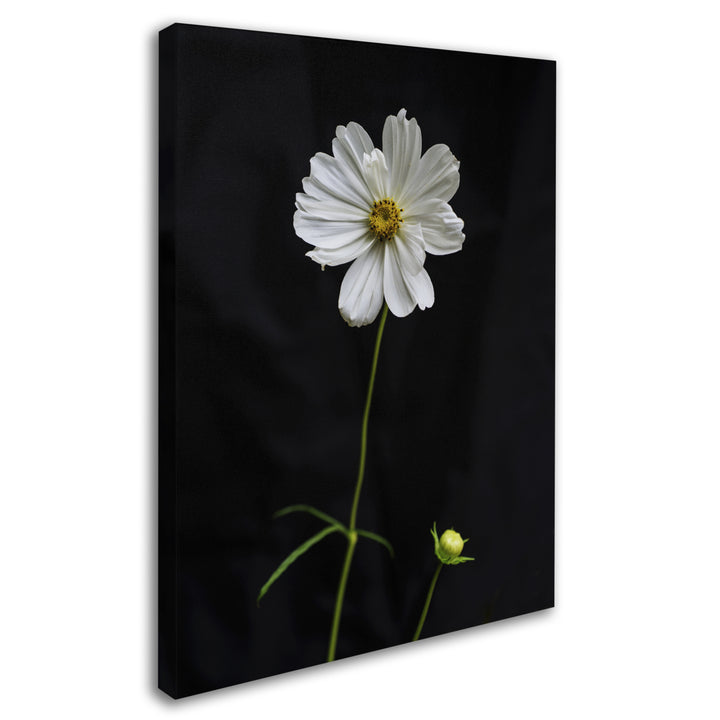 Kurt Shaffer White Cosmos on Black 14 x 19 Canvas Art Image 3