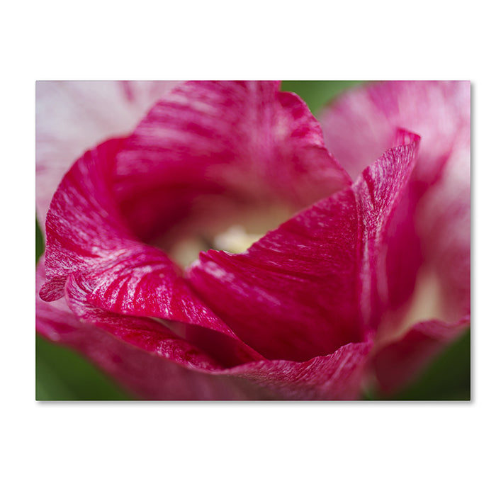 Kurt Shaffer Peppermint Tulip 14 x 19 Canvas Art Image 1