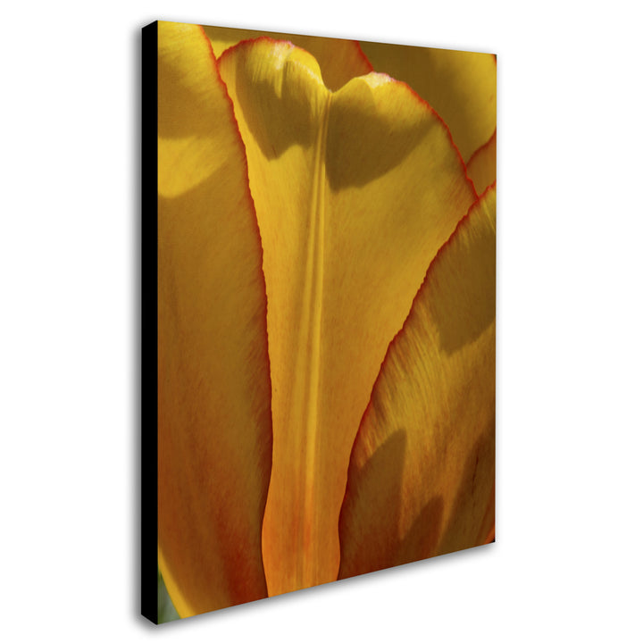 Kurt Shaffer Tulip in the Light 14 x 19 Canvas Art Image 3