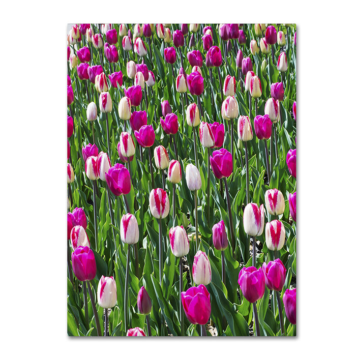 Kurt Shaffer Tulips 14 x 19 Canvas Art Image 1