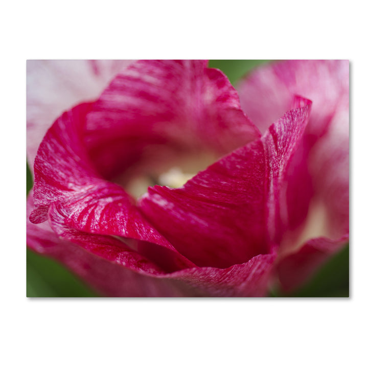 Kurt Shaffer Peppermint Tulip 14 x 19 Canvas Art Image 2