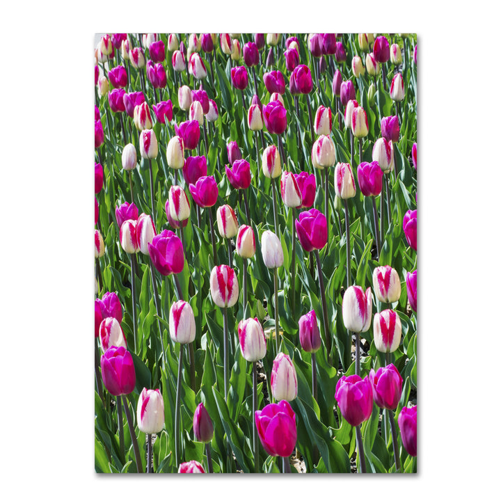 Kurt Shaffer Tulips 14 x 19 Canvas Art Image 2