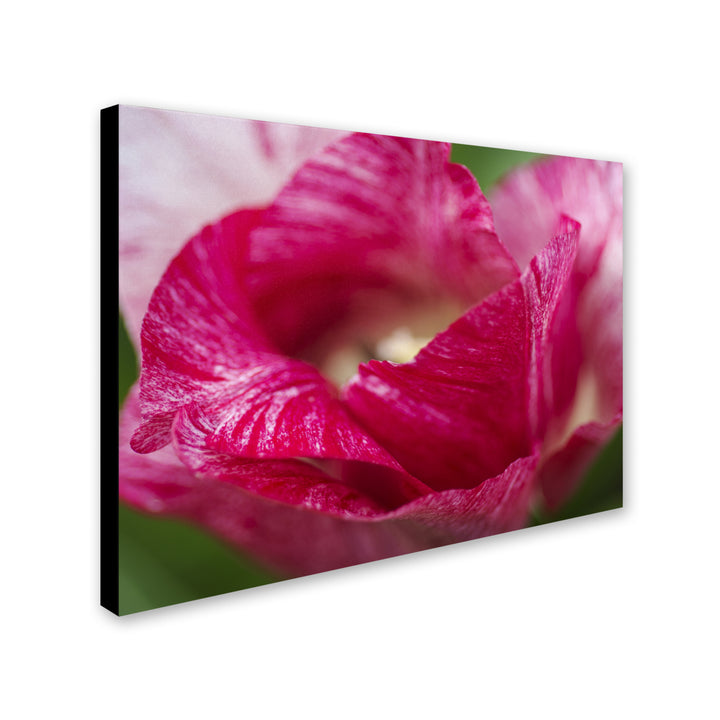 Kurt Shaffer Peppermint Tulip 14 x 19 Canvas Art Image 3