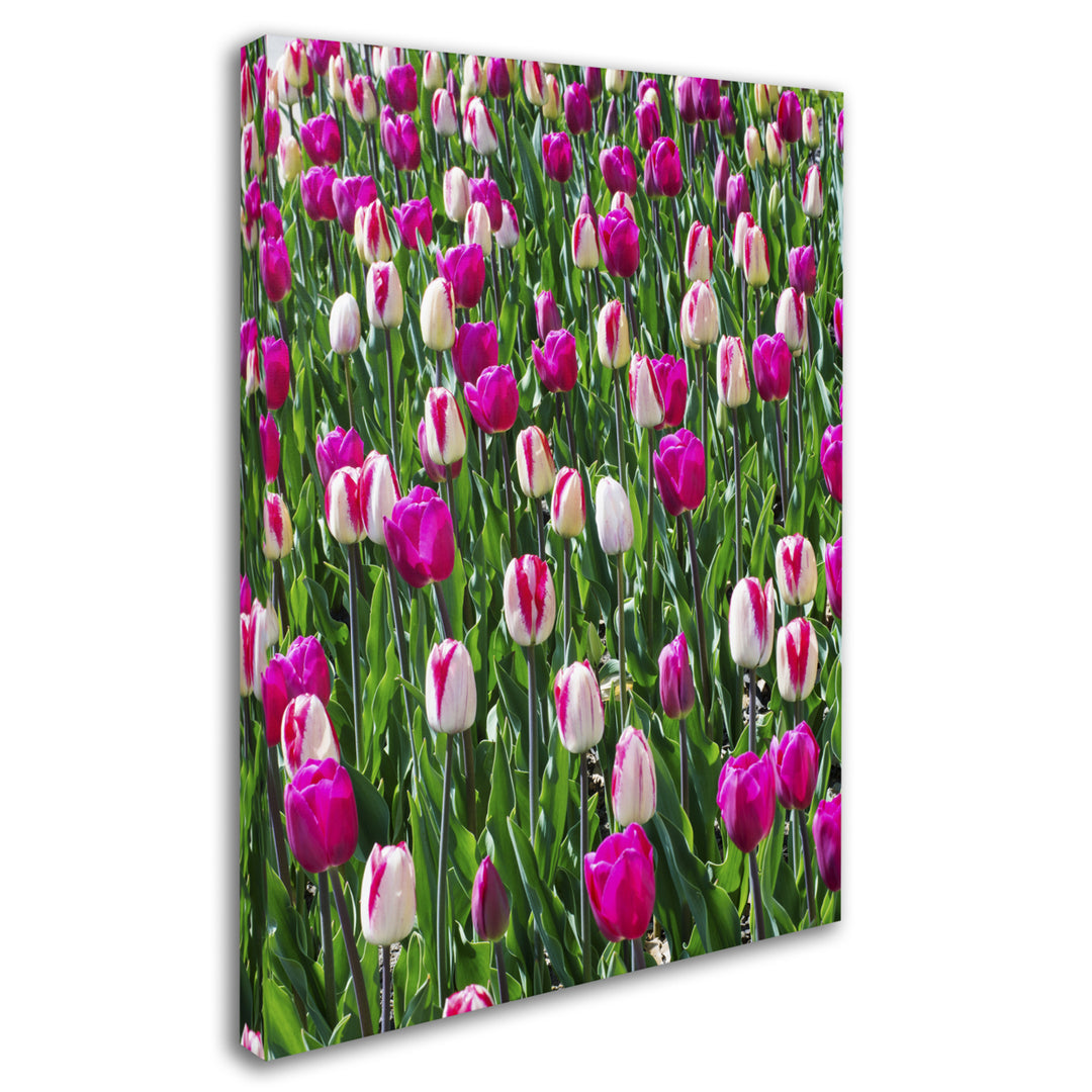 Kurt Shaffer Tulips 14 x 19 Canvas Art Image 3