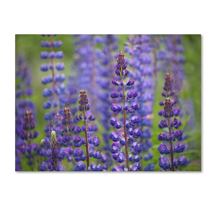 Cora Niele Blue Lupine Flowers 14 x 19 Canvas Art Image 1