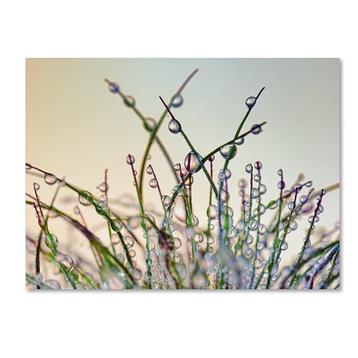 Cora Niele Dewy Grass 14 x 19 Canvas Art Image 1