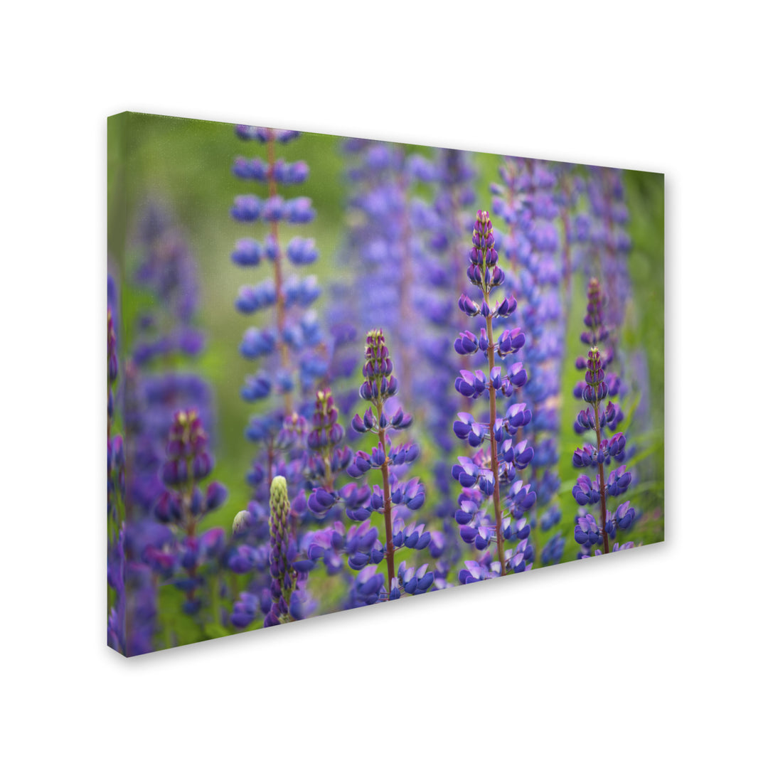 Cora Niele Blue Lupine Flowers 14 x 19 Canvas Art Image 3