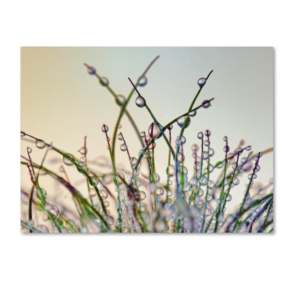 Cora Niele Dewy Grass 14 x 19 Canvas Art Image 2