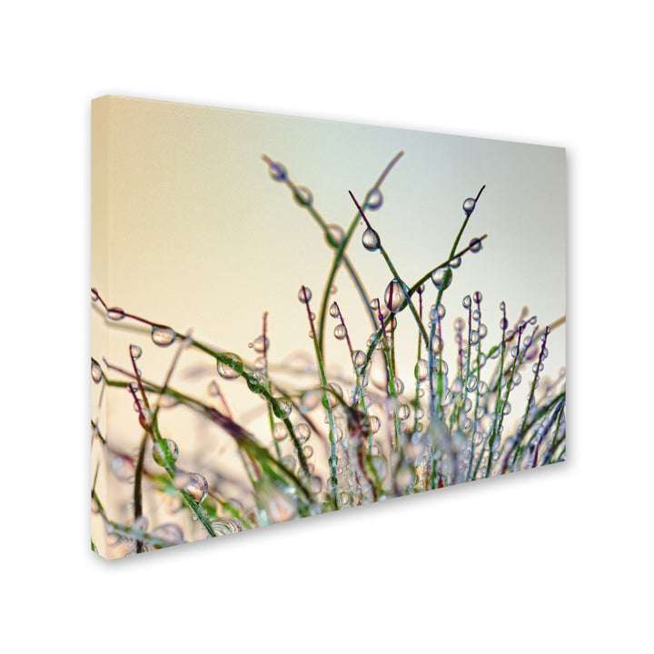 Cora Niele Dewy Grass 14 x 19 Canvas Art Image 3