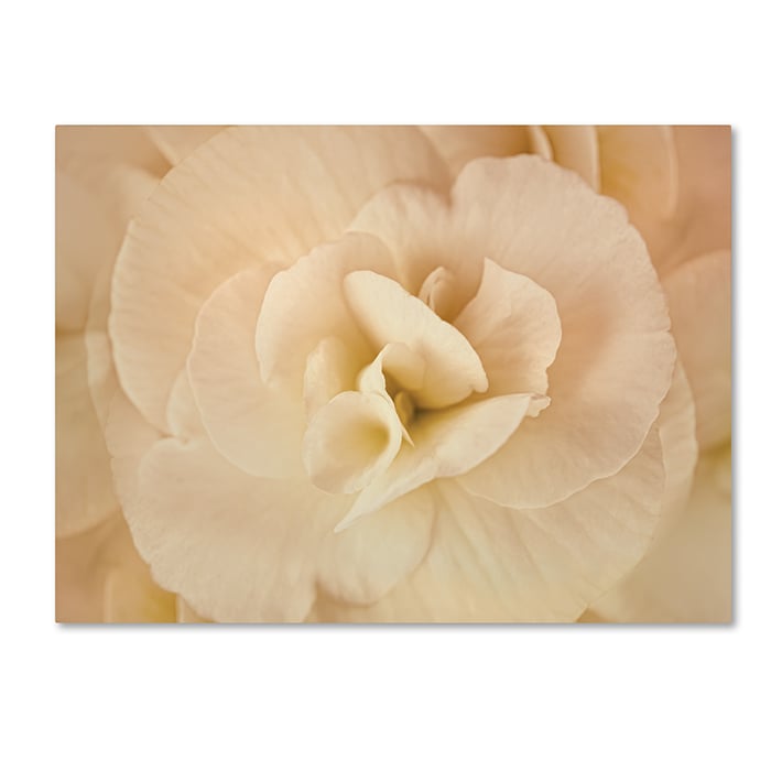 Cora Niele Amber Begonia Flower 14 x 19 Canvas Art Image 1