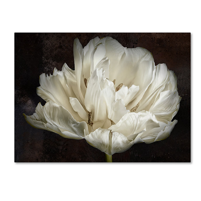 Cora Niele Double White Tulip 14 x 19 Canvas Art Image 1