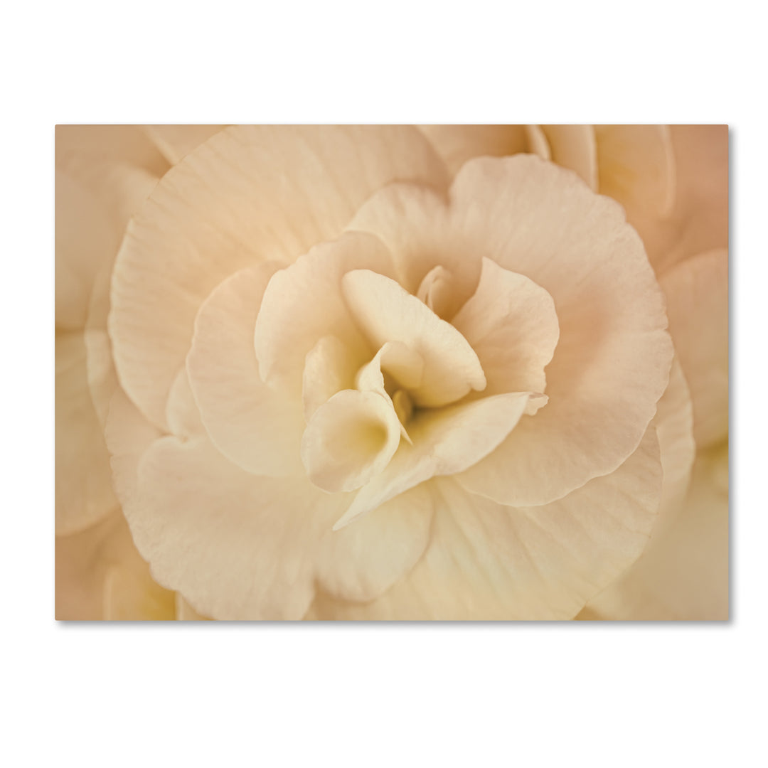 Cora Niele Amber Begonia Flower 14 x 19 Canvas Art Image 2