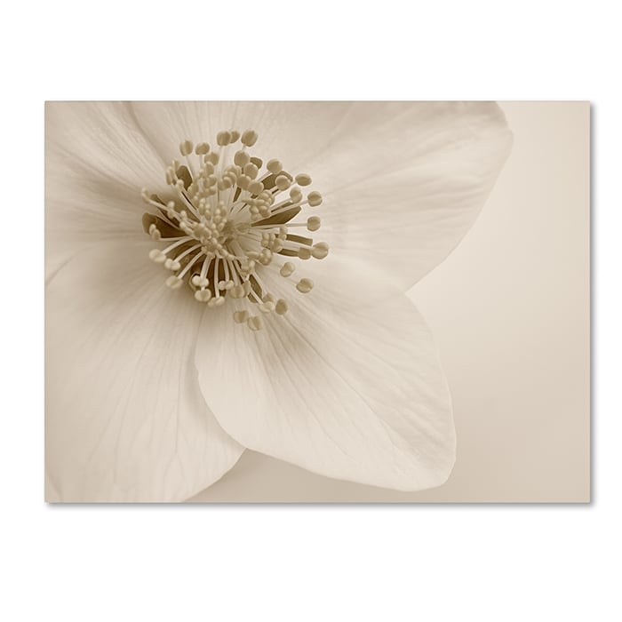 Cora Niele Hellebore Christmas Rose 14 x 19 Canvas Art Image 1