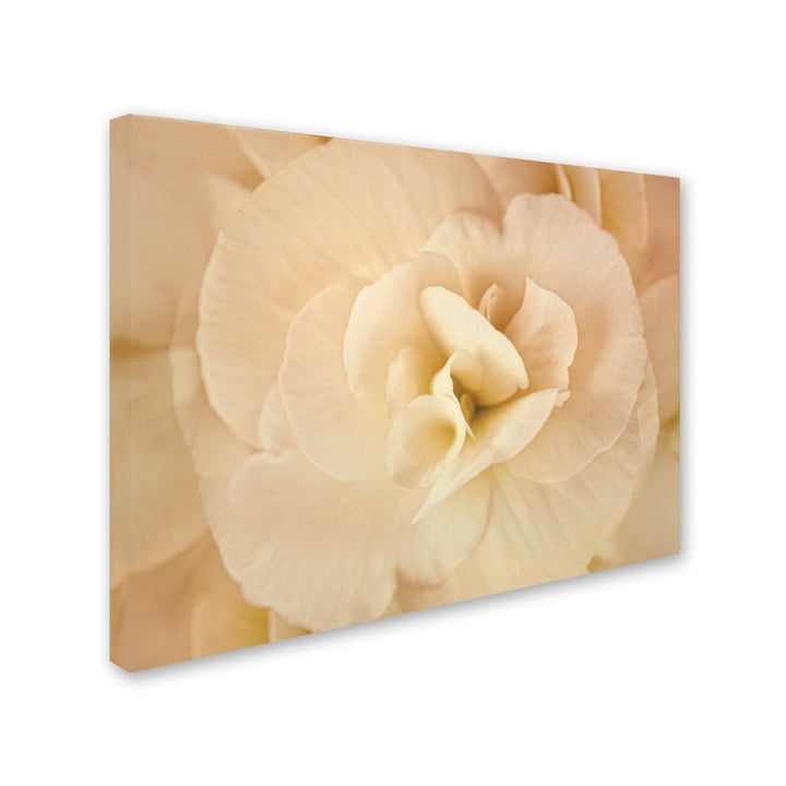 Cora Niele Amber Begonia Flower 14 x 19 Canvas Art Image 3