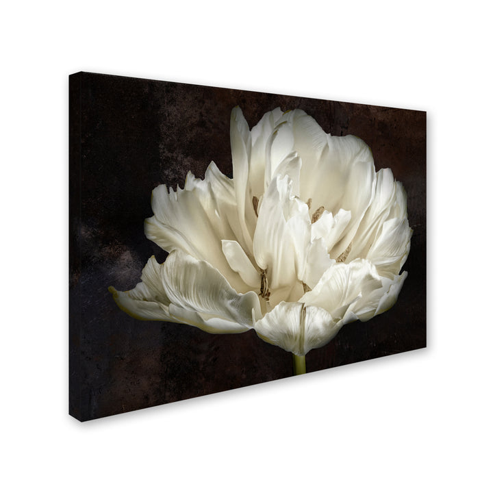 Cora Niele Double White Tulip 14 x 19 Canvas Art Image 3