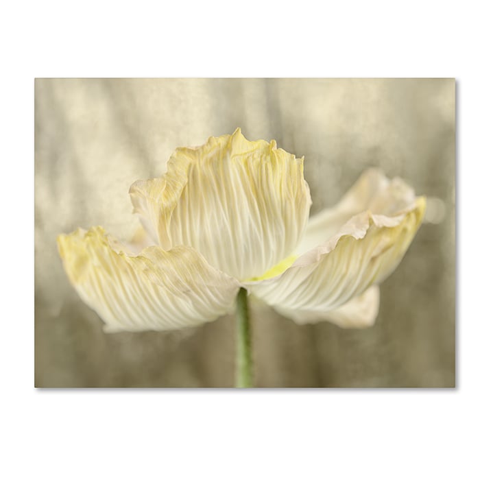 Cora Niele Sunshine Poppy 14 x 19 Canvas Art Image 1