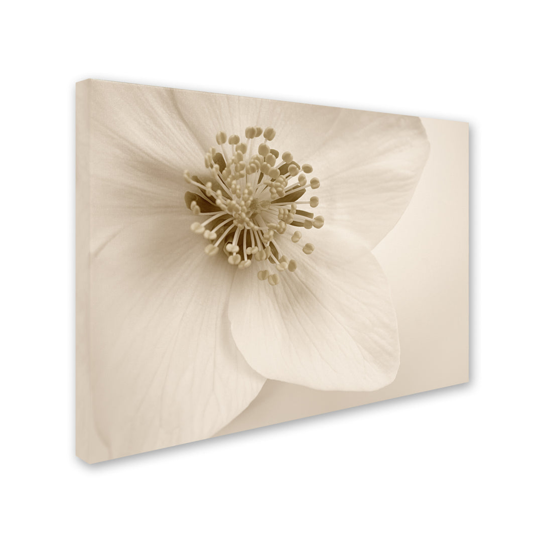 Cora Niele Hellebore Christmas Rose 14 x 19 Canvas Art Image 3