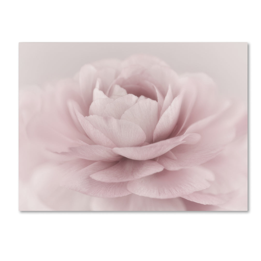 Cora Niele Stylisch Rose Pink 14 x 19 Canvas Art Image 2