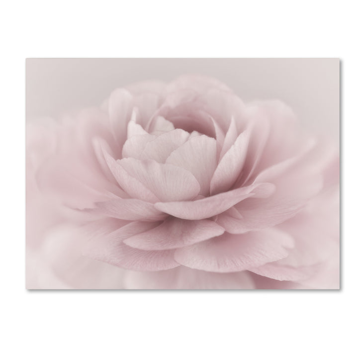 Cora Niele Stylisch Rose Pink 14 x 19 Canvas Art Image 2