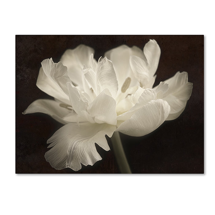 Cora Niele White Tulip II 14 x 19 Canvas Art Image 1