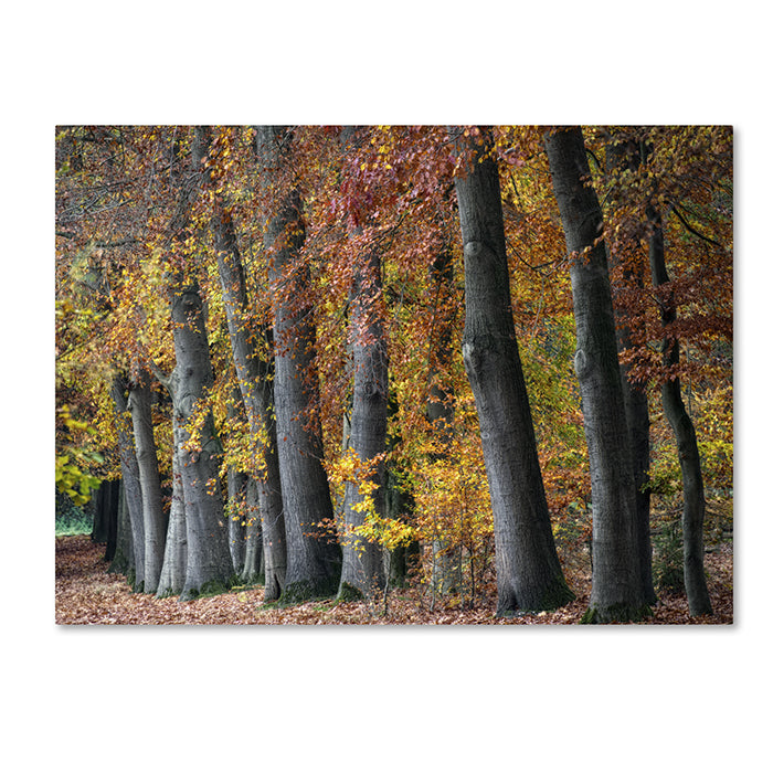 Cora Niele Autumn Beeches I 14 x 19 Canvas Art Image 1