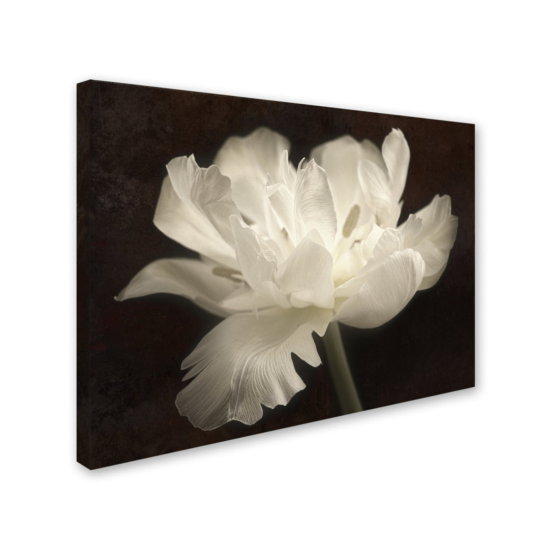 Cora Niele White Tulip II 14 x 19 Canvas Art Image 3