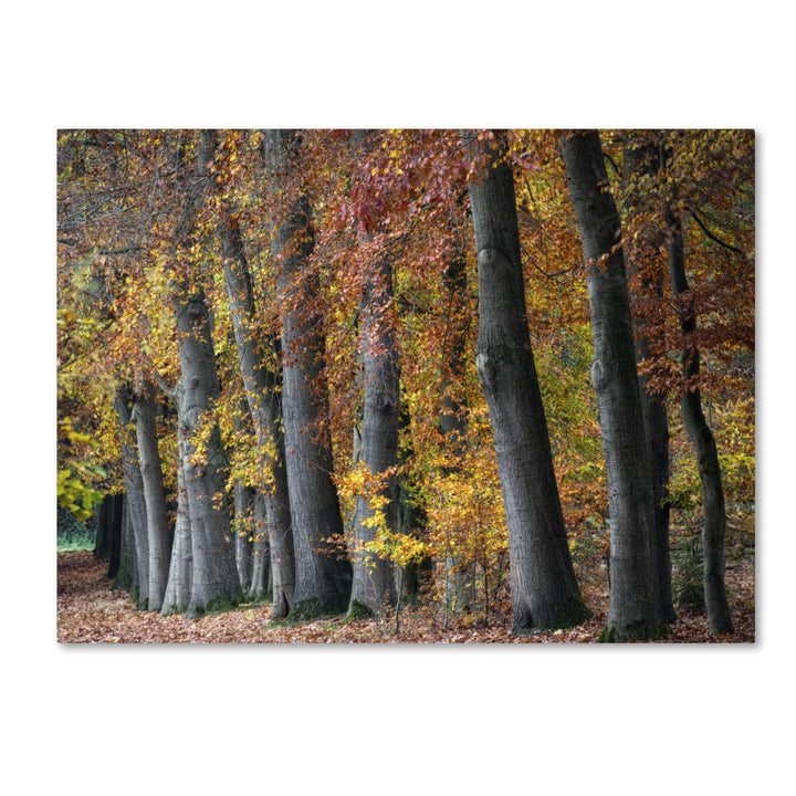 Cora Niele Autumn Beeches I 14 x 19 Canvas Art Image 2