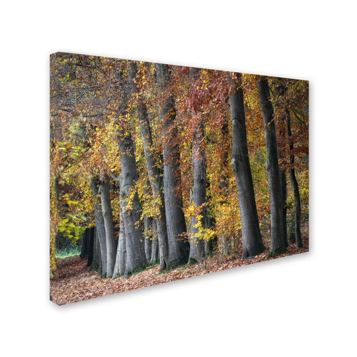 Cora Niele Autumn Beeches I 14 x 19 Canvas Art Image 3