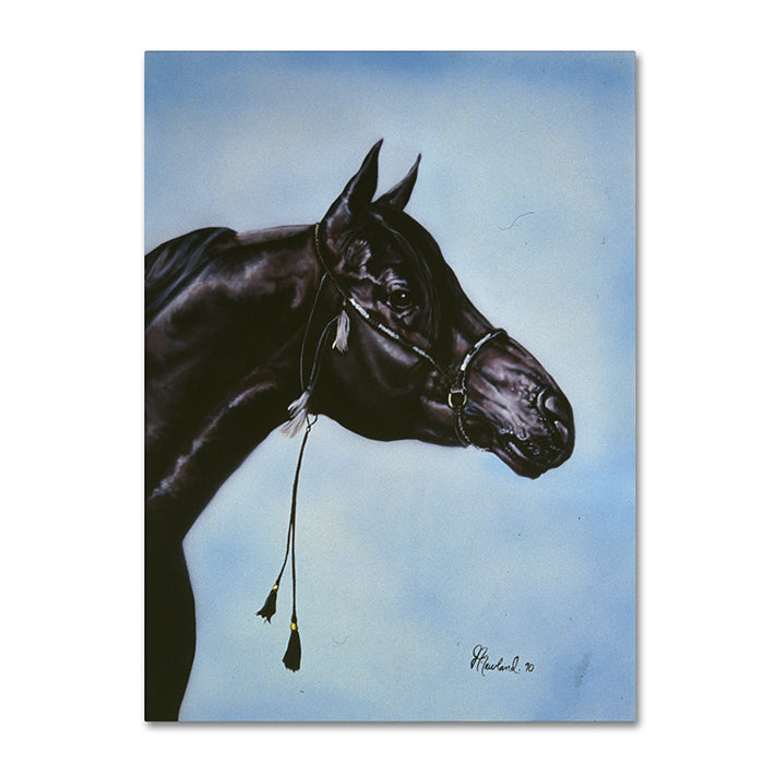 Jenny Newland Black Arabian 14 x 19 Canvas Art Image 1