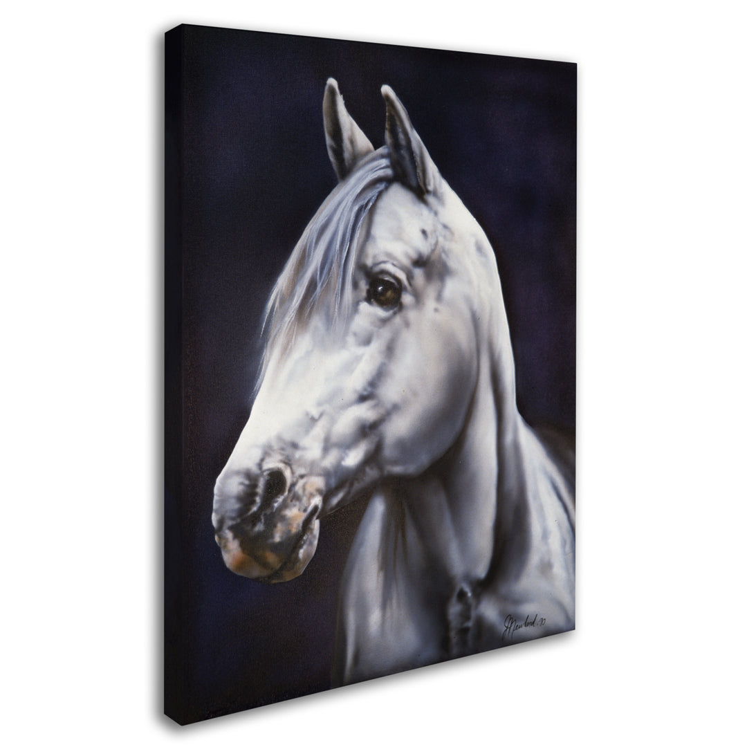 Jenny Newland White Arabian Stallion 14 x 19 Canvas Art Image 3