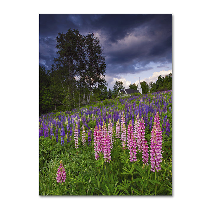 Michael Blanchette Photography Lupines on the Hill 14 x 19 Canvas Art Image 1