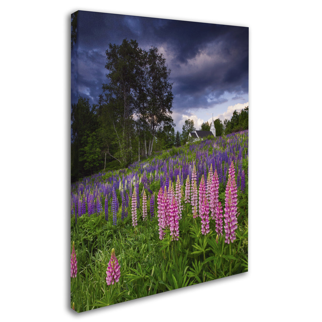 Michael Blanchette Photography Lupines on the Hill 14 x 19 Canvas Art Image 3