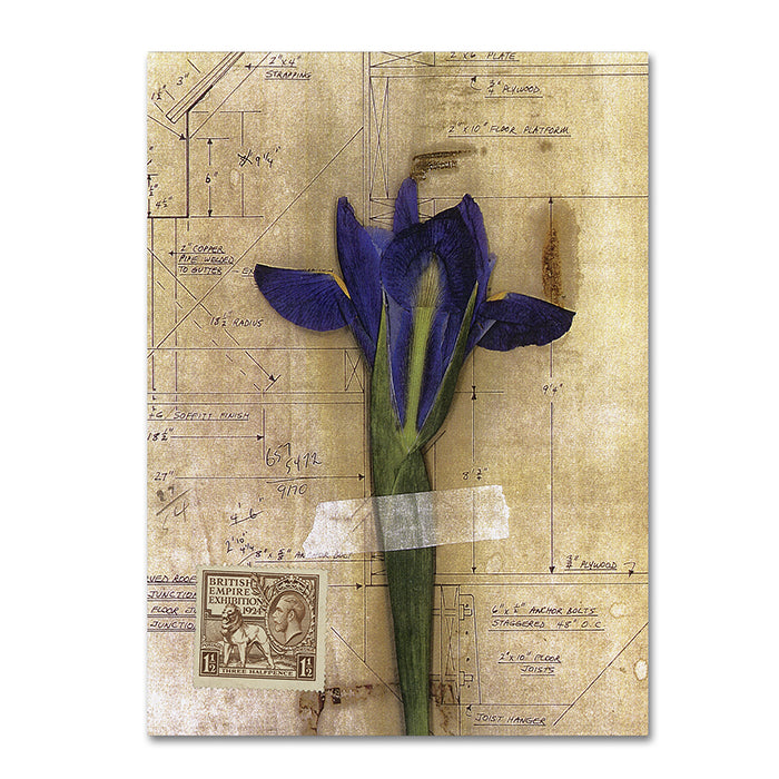 Nick Bantock Iris Plan 14 x 19 Canvas Art Image 1