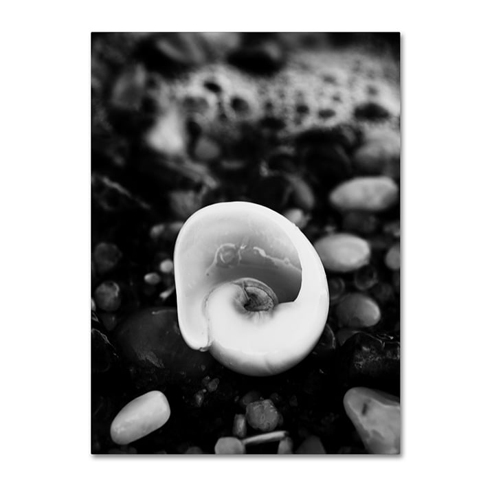 PIPA Fine Art Glowing Beach Shell 14 x 19 Canvas Art Image 1