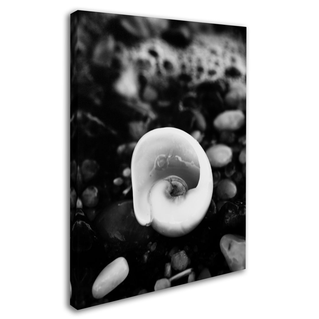 PIPA Fine Art Glowing Beach Shell 14 x 19 Canvas Art Image 3