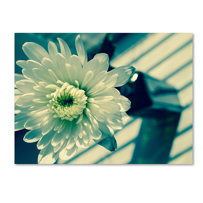 PIPA Fine Art Melancholy Flower 14 x 19 Canvas Art Image 1