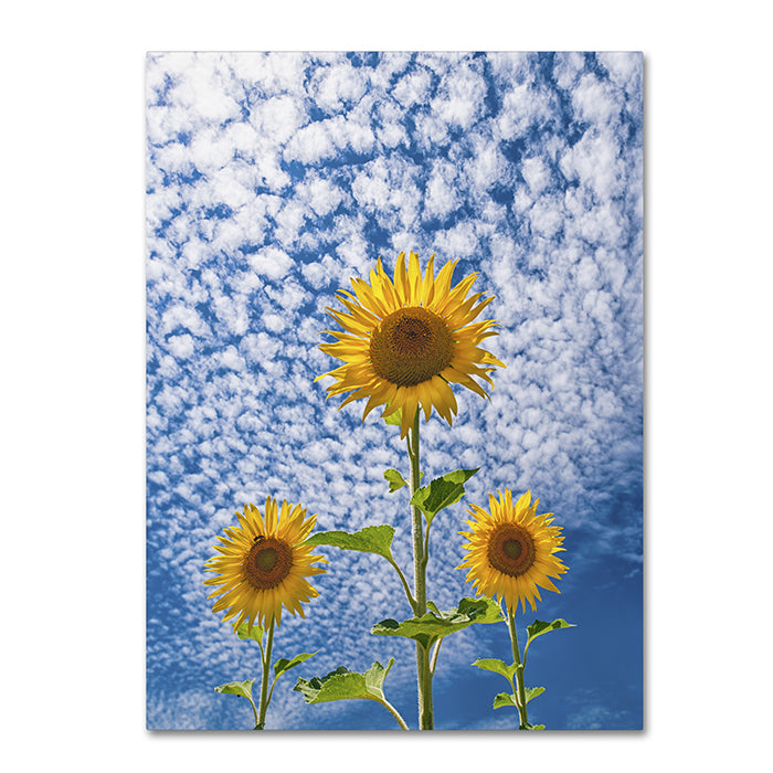 Michael Blanchette Photography Sunflower Triad 14 x 19 Canvas Art Image 1