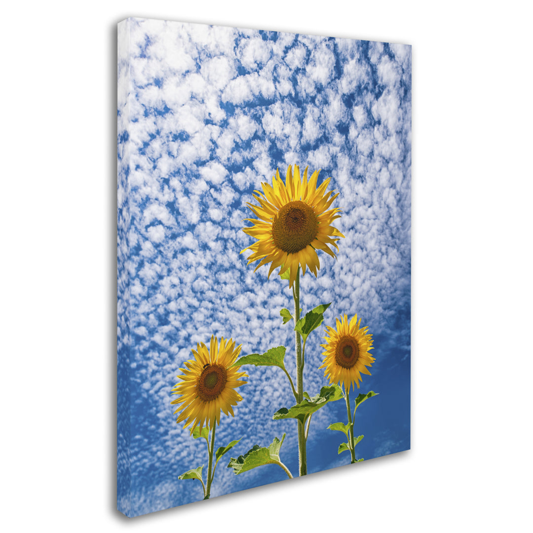 Michael Blanchette Photography Sunflower Triad 14 x 19 Canvas Art Image 3