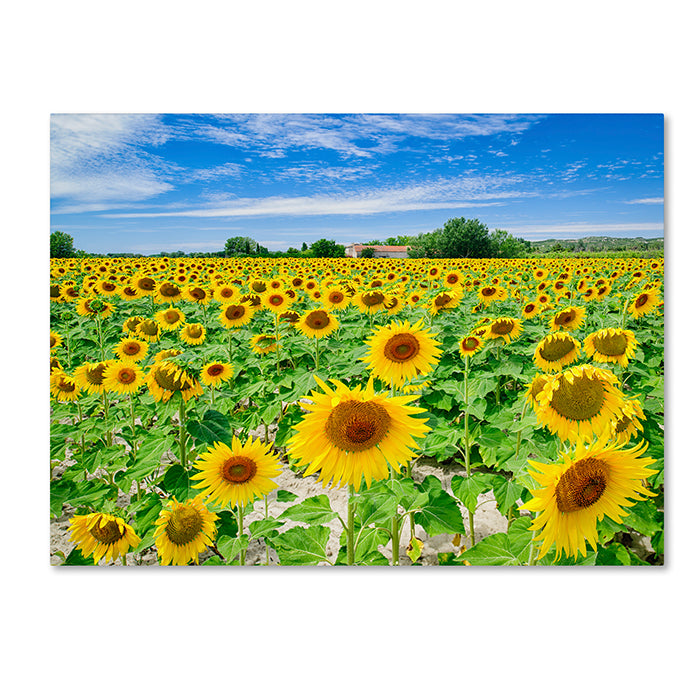 Michael Blanchette Photography Field of Yellow 14 x 19 Canvas Art Image 1