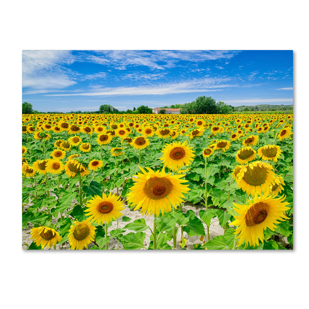 Michael Blanchette Photography Field of Yellow 14 x 19 Canvas Art Image 2