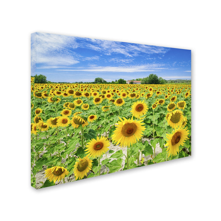 Michael Blanchette Photography Field of Yellow 14 x 19 Canvas Art Image 3