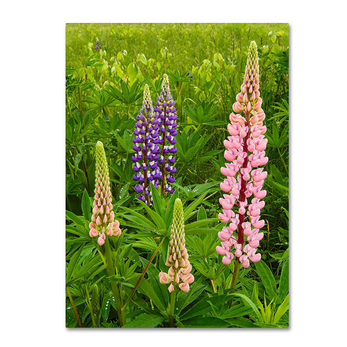 Michael Blanchette Photography Lupine Family 14 x 19 Canvas Art Image 1