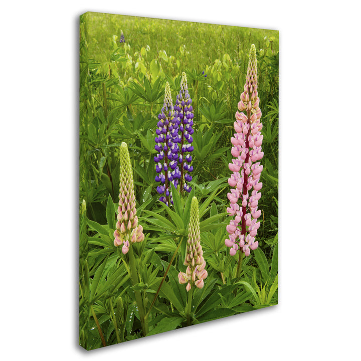 Michael Blanchette Photography Lupine Family 14 x 19 Canvas Art Image 3