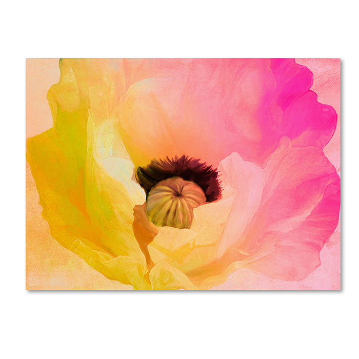 Color Bakery Poppy Gradient II 14 x 19 Canvas Art Image 1