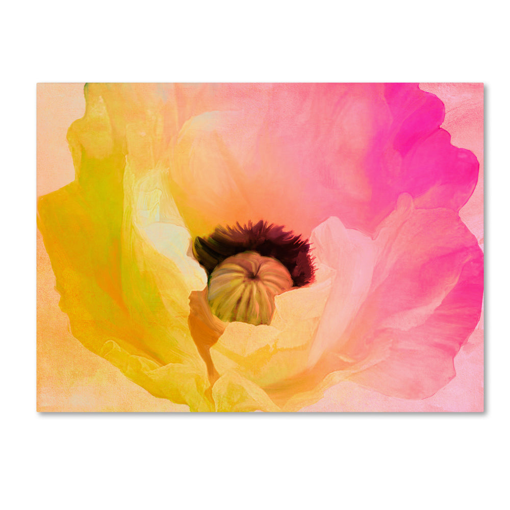 Color Bakery Poppy Gradient II 14 x 19 Canvas Art Image 2